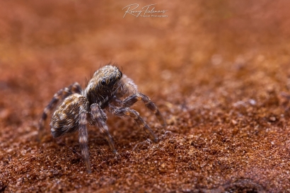 Huisspringspin - Pseudeuophrys lanigera