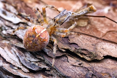 Kruisspin - Araneus diadematus