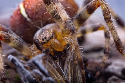 Kruisspin - Araneus diadematus