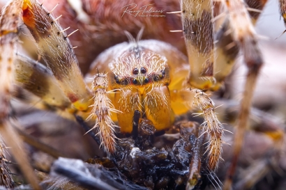 Kruisspin - Araneus diadematus