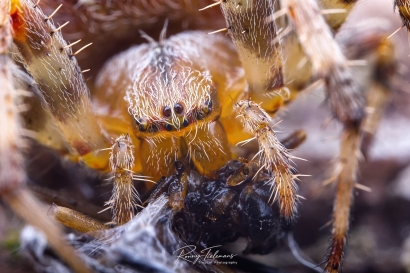 Kruisspin - Araneus diadematus