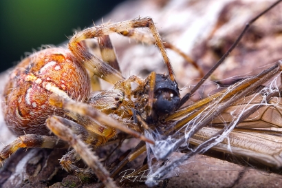 Kruisspin - Araneus diadematus