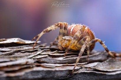 Kruisspin - Araneus diadematus