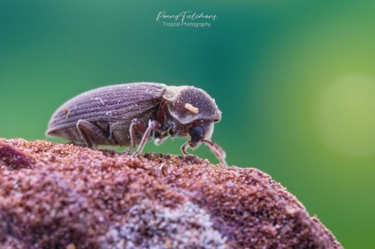Hadrobregmus denticollis