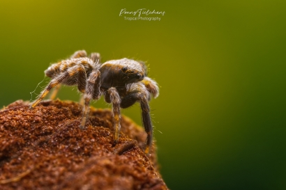 Huisspringspin - Pseudeuophrys lanigera
