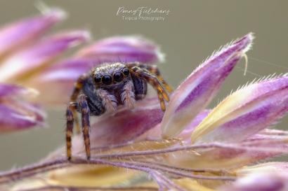 Huisspringspin - Pseudeuophrys-lanigera