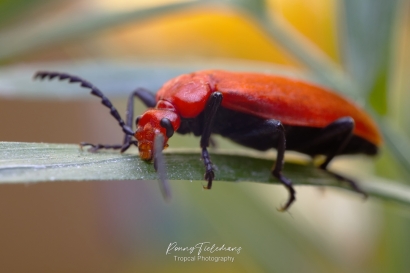 Roodkopvuurkever - Pyrochroa-serraticornis