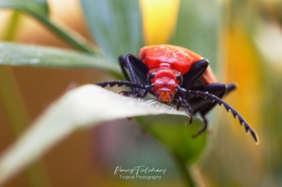 Roodkopvuurkever - Pyrochroa-serraticornis