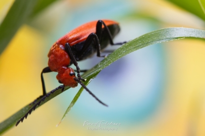 Roodkopvuurkever - Pyrochroa-serraticornis