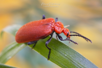 Roodkopvuurkever - Pyrochroa-serraticornis