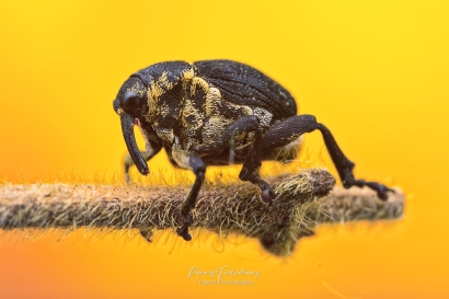 Lissenboorder - Mononychus punctumalbum