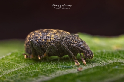 Gegroefde lapsnuitkever - Otiorhynchus sulcatus