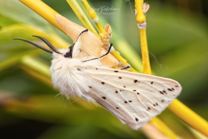 Witte tijger - Spilosoma lubricipeda