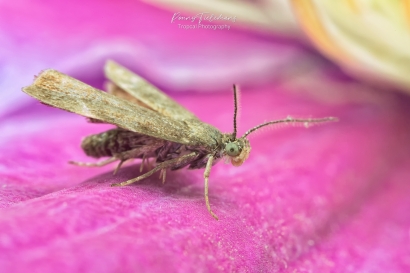 Brandnetelmot - Anthophila fabriciana