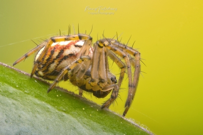 Driestreepspin - Mangora acalypha