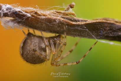 Kogelspin onbekend - Theridion spec.