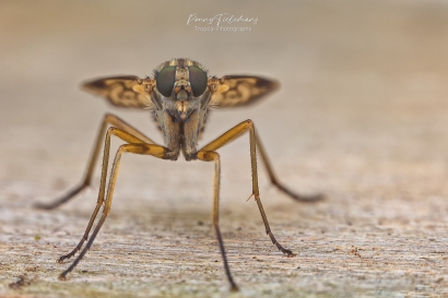 Gewone snipvlieg - Rhagio scolopaceus