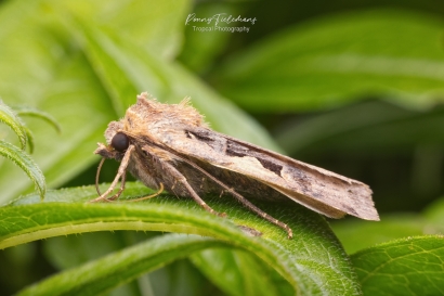 Zwarte-c-uil - Xestia c-nigrum
