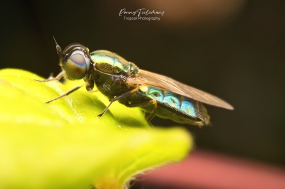 Gewone prachtwapenvlieg - Chloromyia formosa