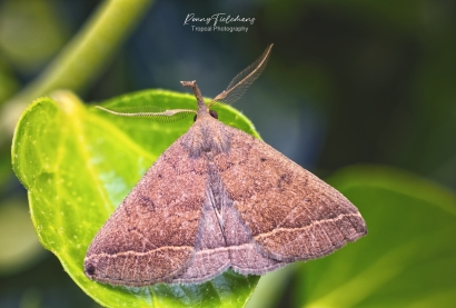 Gepluimde snuituil - Pechipogo plumigeralis