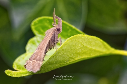 Gepluimde snuituil - Pechipogo plumigeralis