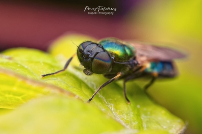 Gewone prachtwapenvlieg - Chloromyia formosa