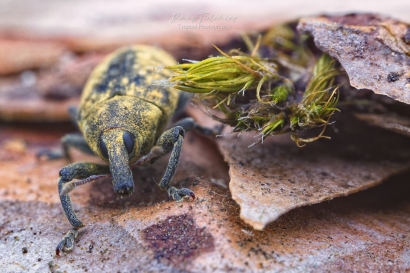 Wollige distelsnuitkever - Larinus planus