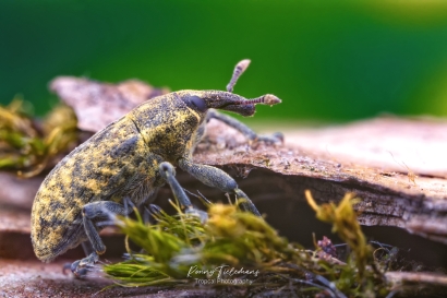 Wollige distelsnuitkever - Larinus planus
