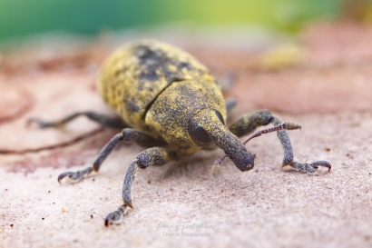 Wollige distelsnuitkever - Larinus planus