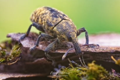 Wollige distelsnuitkever - Larinus planus