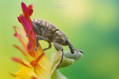 Wollige distelsnuitkever - Larinus planus