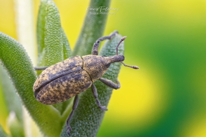 Wollige distelsnuitkever - Larinus planus
