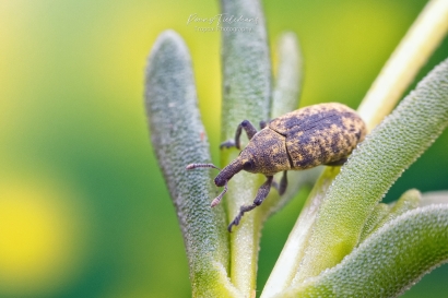 Wollige distelsnuitkever - Larinus planus