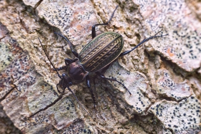 Kettingschallebijter - Carabus granulatus