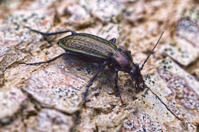 Kettingschallebijter - Carabus granulatus