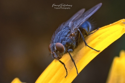Roodwangbromvlieg - Calliphora vicina