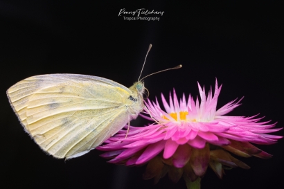 Klein koolwitje - Pieris rapae
