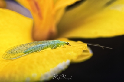 Goudoogje - Chrysoperla carnea s.l.