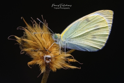 Klein koolwitje - Pieris rapae