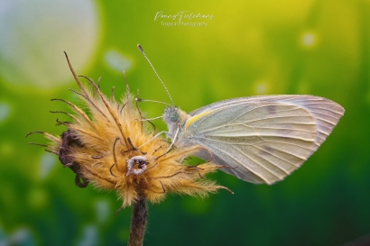 Klein koolwitje - Pieris rapae