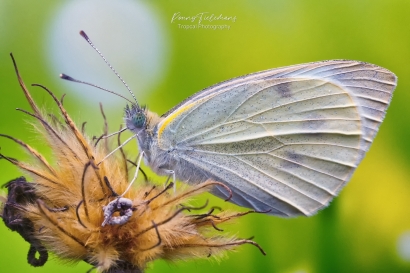 Klein koolwitje - Pieris rapae