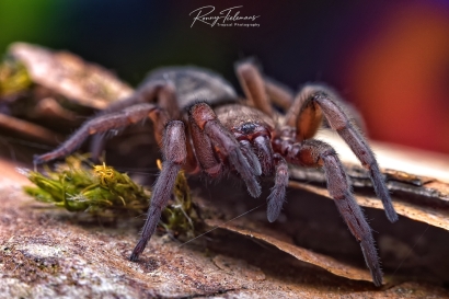 Muursluiper onbekend - Scotophaeus spec.