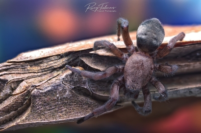 Muursluiper onbekend - Scotophaeus spec.