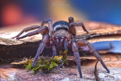 Muursluiper onbekend - Scotophaeus spec.