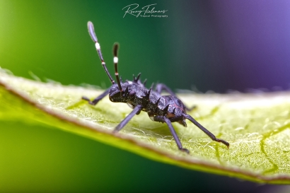 Bruingemarmerde schildwants - Halyomorpha halys