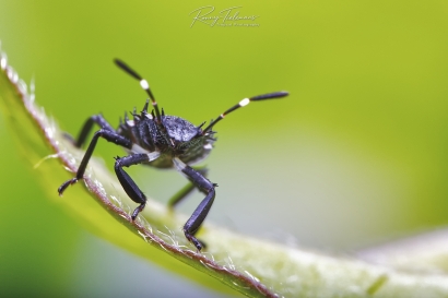 Bruingemarmerde schildwants - Halyomorpha halys