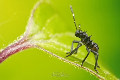 Bruingemarmerde schildwants - Halyomorpha halys