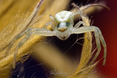 Gewone kameleonspin - Misumena vatia