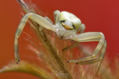 Gewone kameleonspin - Misumena vatia