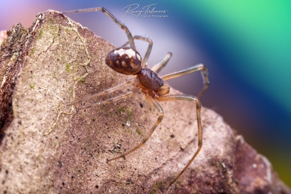 Huissteatoda - Steatoda triangulosa